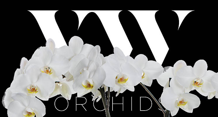 vw orchids